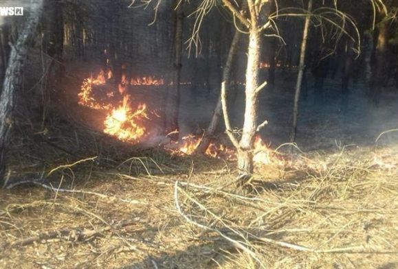 Duży pożar w środku lasu. Spłonęło pół hektara…