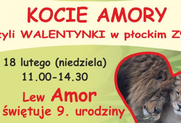 Lew Amor z płockiego zoo zaprasza na swoje urodziny