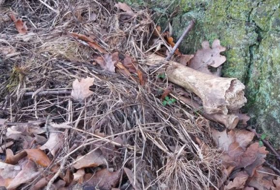 Na płockim cmentarzu znaleziono szczątki. “Są zagrabione pod drzewo”