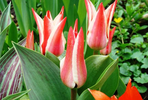 Tulipany – jak je uprawiać?
