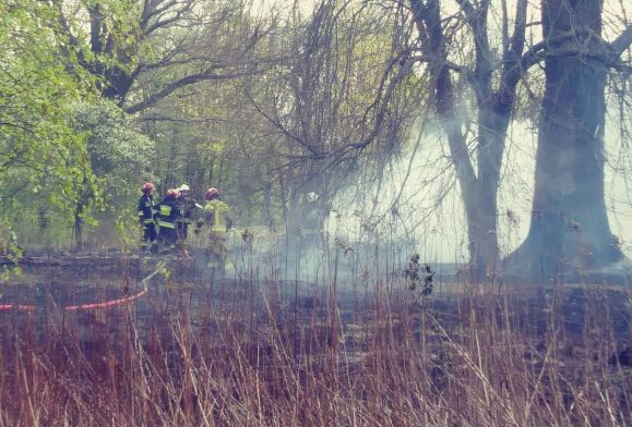 Strażacy ciągle w akcji – pożary lasów i kolizje