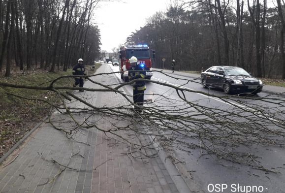 Niebezpieczna pogoda nad Polską. Strażacy interweniują przy powalonych drzewach