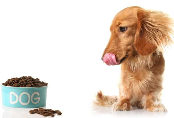 Lista zakazanych składników w diecie psa