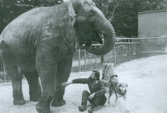 Kto pamięta słonicę Petrę? Wspomina ją zoo, a my znaleźliśmy pewne nagranie… [FILM, ZDJĘCIA]