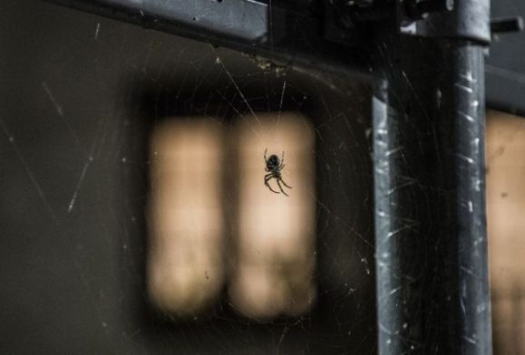 Czy w Płocku panuje plaga pająk&oacute;w?