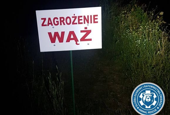 Gdzie jest pyton? Dyrektor ogrodu zoologicznego: Nawet 100 km od Warszawy