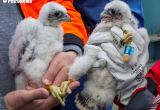 ORLEN bez tajemnic: Po co obrączkuje się pisklaki sokoła wędrownego?