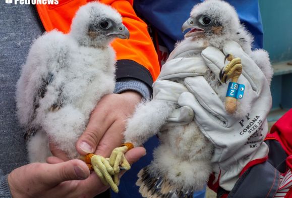 ORLEN bez tajemnic: Po co obrączkuje się pisklaki sokoła wędrownego?