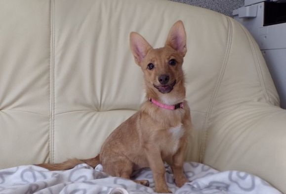 &ldquo;Przygarnij psiaka i kociaka&rdquo; &ndash; pomagamy lokatorom płockiego schroniska, odc. 101