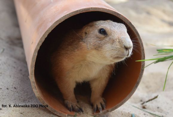 Nowi mieszkańcy zoo