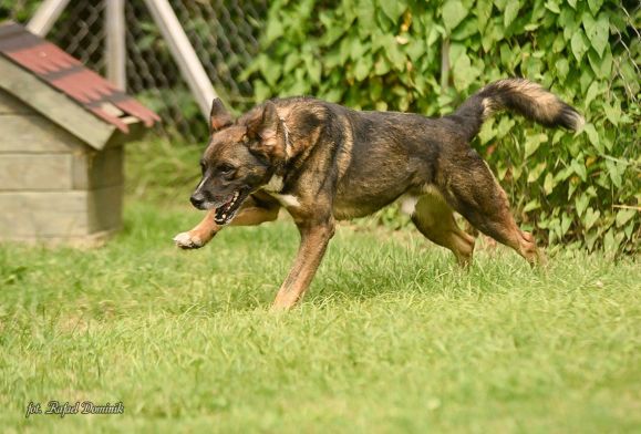 &bdquo;Przygarnij psiaka&rdquo; &ndash; pomagamy lokatorom płockiego schroniska, odc.118 [ZDJĘCIA]