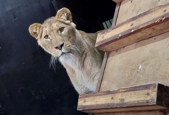 W płockim zoo zn&oacute;w mamy rodzinę lw&oacute;w. Poznajcie Chipo, Kimani oraz Ullra [ZDJĘCIA]