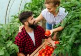 Sadzonki Pomidorów: Odkryj Bogatą Ofertę Najwyższej Jakości Sadzonek od Niezłe Ziółko