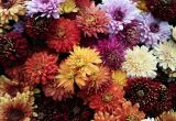 Hurtownie florystyczne online: pełen asortyment dla profesjonalnych florystów