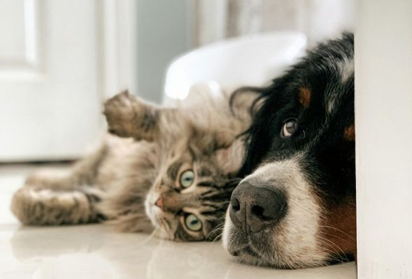 Poznaj ANIMALACTIN® – naturalne wsparcie odporności dla dorosłych psów i kotów