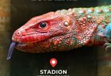 EXOTICARIUM LOKALNIE - Targi Terrarystyczne w Płocku
