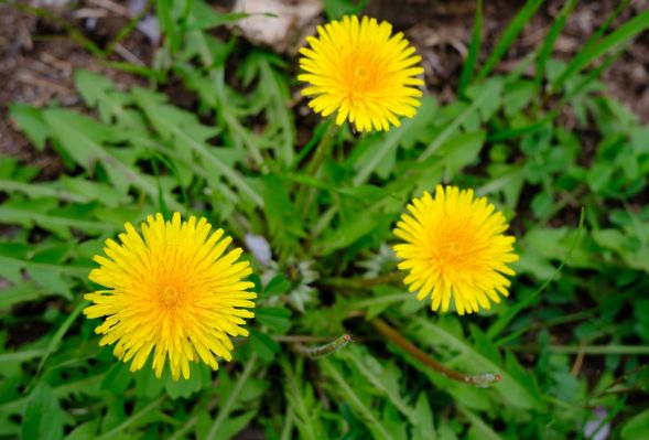 Mniszek lekarski jako środek moczopędny – jak działa i komu pomoże?
