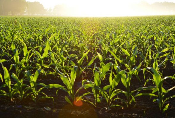 Tasznik pospolity w kukurydzy – jak skutecznie ograniczyć presję chwastu od początku sezonu?