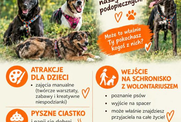 W najbliższą niedzielę, 4 października, Schronisko dla Zwierząt w Płocku przy ul. Parowej 20 otworzy swoje bramy dla mieszkańców. 