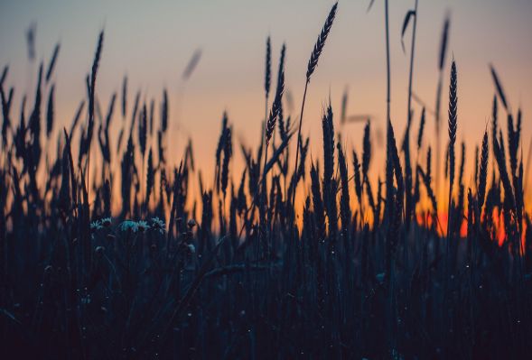 Czym powinna charakteryzować się odmiana pszenicy do późnego siewu?